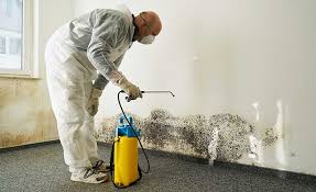 Best Attic Mold Removal  in Amarillo, TX